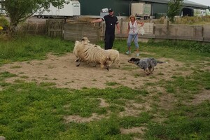 Ava Kira: schapen drijven les 8