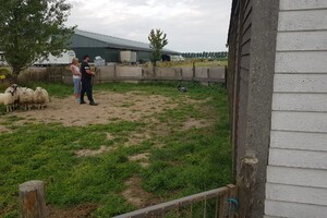 Ava Kira: schapen drijven les 8