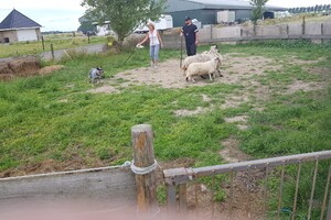 Ava Kira: schapen drijven les 8