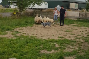 Ava Kira: schapen drijven les 8