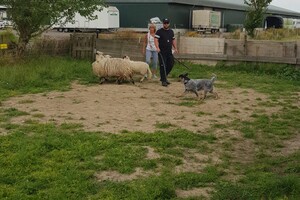 Ava Kira: schapen drijven les 8