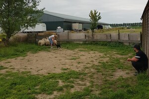 Ava Kira: schapen drijven les 8