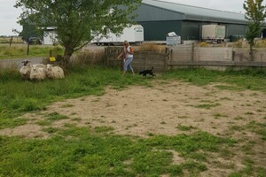 Ava Kira: schapen drijven les 8