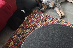 Ava Kira: schapen drijven les 8