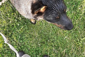 Soran Bart: modder ontdekt