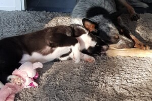 (3 augustus) Ava Kira: ik ben loops