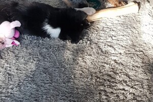 (3 augustus) Ava Kira: ik ben loops