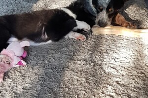 (3 augustus) Ava Kira: ik ben loops