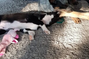 (3 augustus) Ava Kira: ik ben loops