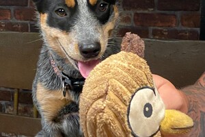 Abby Lavie: ik ben loops