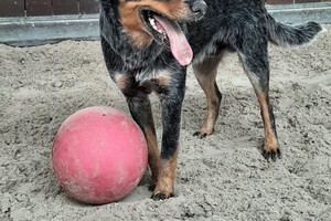 Soran Bart: bal van de paarden