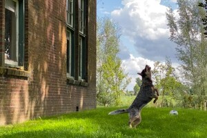 Abby Lavie: frisbee spelen