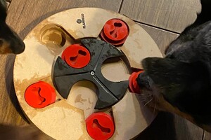 Abby Lavie: zoek spelletjes