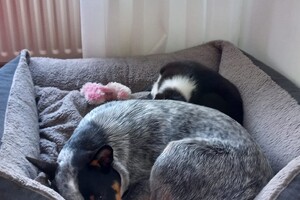 Ava kira: delen met Flynn