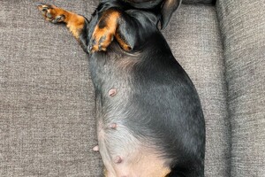 zwanger? Daar lijkt het wel op