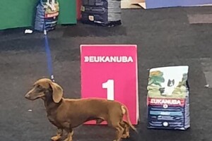 Dit is papa, is net gekeurd, eerste geworden in zijn klassement.