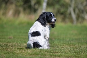 Zoe (Janske en de roedel)