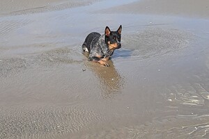 Soran Bart: ik ben nu een zeehond
