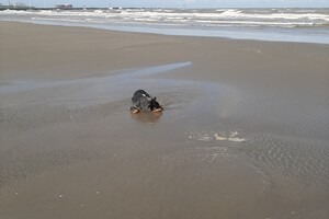 (23 augustus) Soran Bart: zwemt!