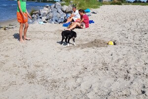 Flynn (Border Collie).