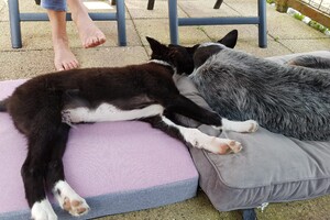 (23 augustus) Flynn aan het water