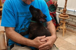 (23 augustus) Bucky Hollandse Herder