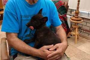 (23 augustus) Bucky Hollandse Herder