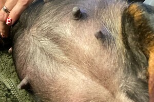 Cato (Kaninchen teckel korthaar)