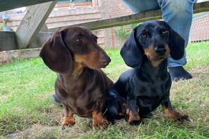 Cato (Kaninchen teckel korthaar)