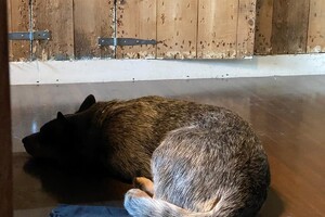 Cato (Kaninchen teckel korthaar)