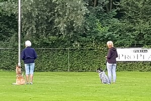 Ava Kira: hondenschool.