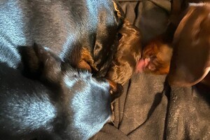 Cato: Fien, Kaat Noor en Rakker