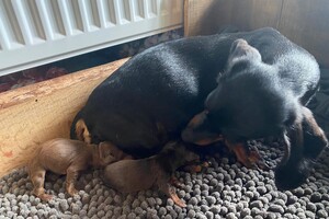 Fien - Kaat- Noor - Cato nest