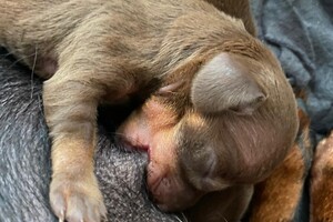 Cato: Fien, Kaat Noor en Rakker