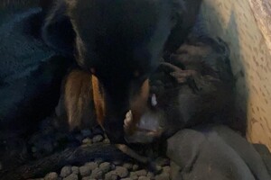 Fien - Kaat- Noor - Cato nest