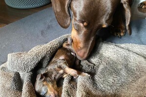 Fien - Kaat- Noor - Cato nest