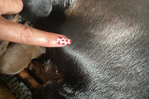 Cato (Kaninchen teckel korthaar)