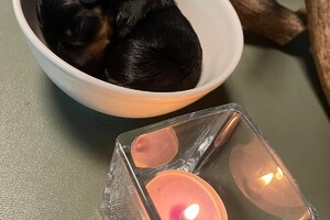 Cato (Kaninchen teckel korthaar)