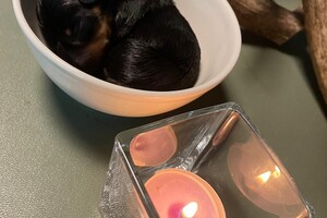 Cato: Fien, Kaat Noor en Rakker