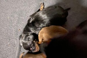 Cato: Fien, Kaat Noor en Rakker