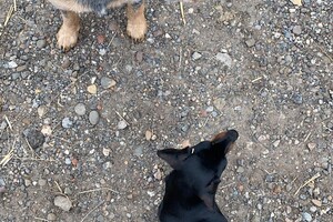 Cato: Fien, Kaat Noor en Rakker