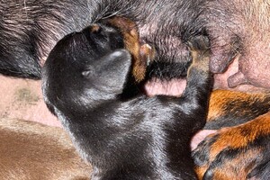 Cato (Kaninchen teckel korthaar)