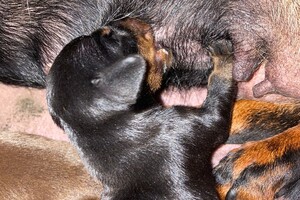 Cato: Fien, Kaat Noor en Rakker