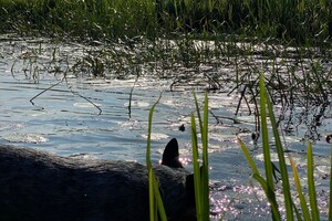 Fien - Kaat- Noor - Cato nest