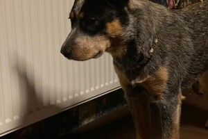 Cato: Fien, Kaat Noor en Rakker