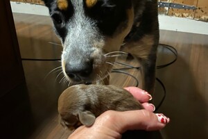 Cato: Fien, Kaat Noor en Rakker