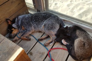 Flynn (Border Collie).