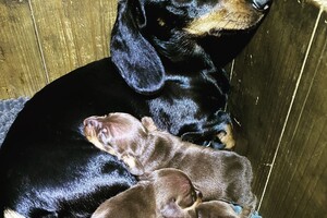 Cato: Fien, Kaat en Noor