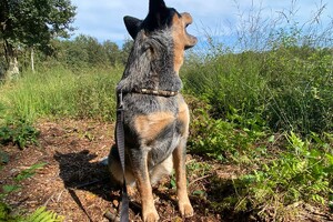 14 september: Abby is in haar element