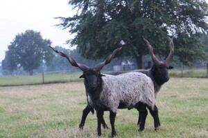 Abby Lavie: Mijn boerderij 1
